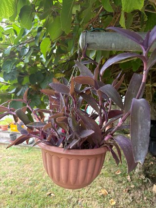 Tradescantia (Amor de hombre) morada