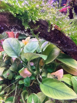 Anubias Barteni Nana Planta Acuario