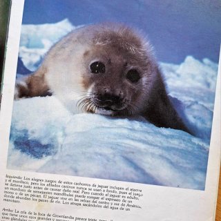 Libro Las Crías de los Animales