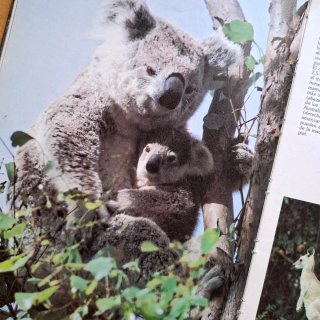 Libro Las Crías de los Animales