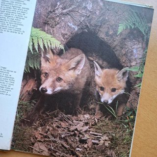 Libro Las Crías de los Animales