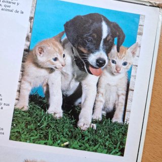Libro Las Crías de los Animales