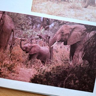 Libro Las Crías de los Animales