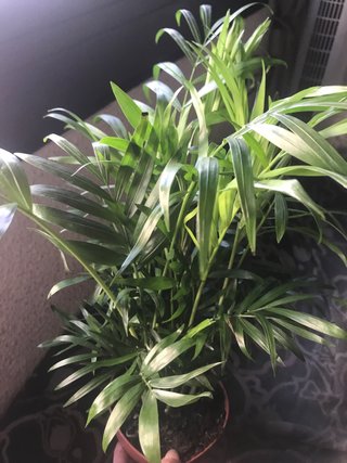 Chamaedorea Elegans - Planta de interior