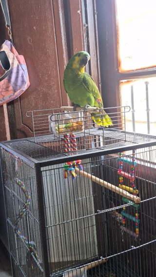 Loro amanzonas aestiva verde perdido. Si lo ves, p