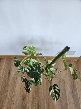 Monstera Albo Grande - 3 Plantas en maceta