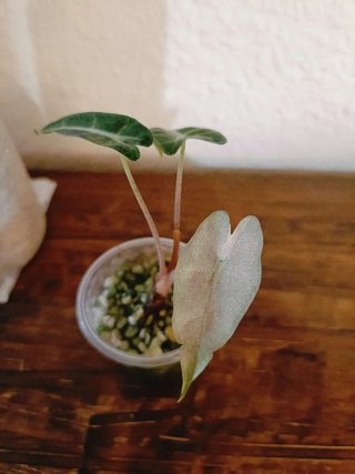 Alocasia Bambino Pink Mutación