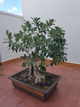 Bonsái Ficus Retusa 30 años
