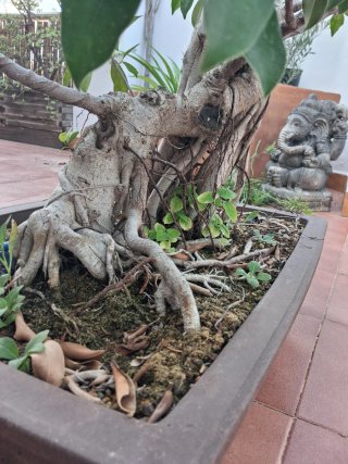 Bonsái Ficus Retusa 30 años