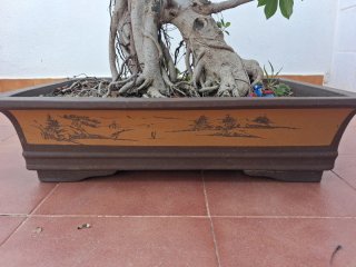 Bonsái Ficus Retusa 30 años