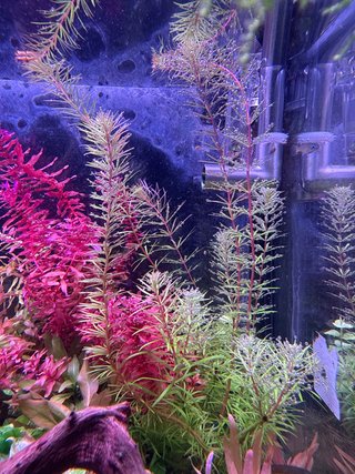 Rotala vietnam planta rara