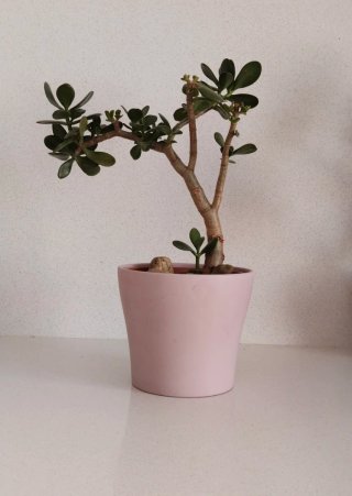 Árbol de Jade en maceta lila