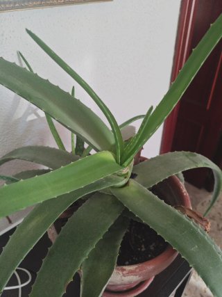 Planta Aloe Vera en Maceta grande