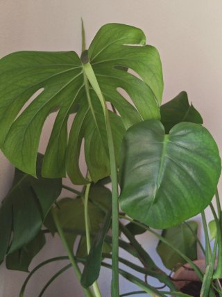 Monstera Deliciosa Planta. Con hojas nuevas