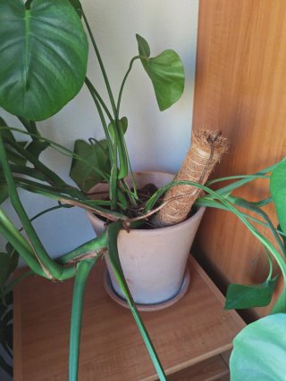 Monstera Deliciosa Planta. Con hojas nuevas