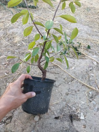Prebonsai Ficus Retusa