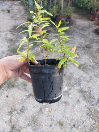 Esquejes de granado Nejikan