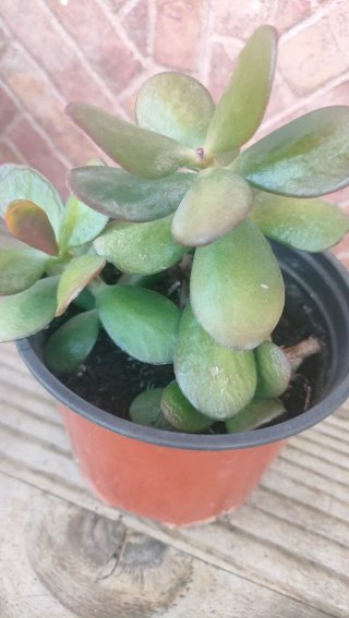 Planta Jade pequeña en maceta