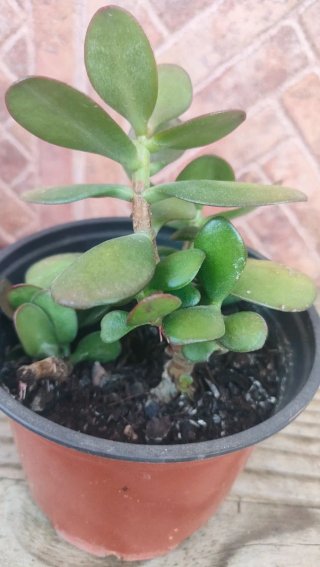 Planta Jade pequeña en maceta