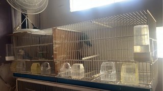Jaula de metro para pájaros