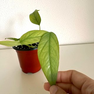 Mix de Pothos — 4 variedades