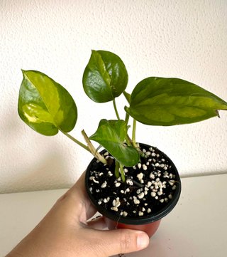 Mix de Pothos — 4 variedades