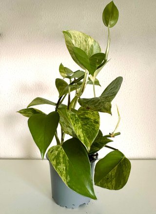 Mix de Pothos — 4 variedades