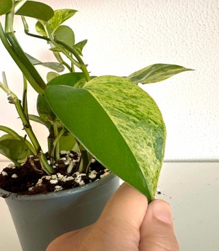 Mix de Pothos — 4 variedades