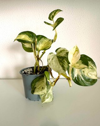 Mix de Pothos — 4 variedades