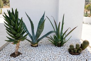 Composizione piante grasse