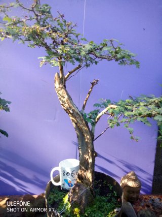 Crataegus Monogyna Bonsais