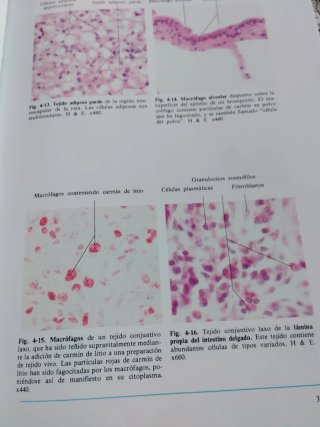 ATLAS COLOR DE HISTOLOGÍA