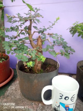 Bonsáis Crataegus Monogyna