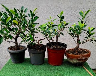 4 Ficus Tiger Bark Bonsai prebonsais