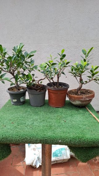 4 Ficus Tiger Bark Bonsai prebonsais
