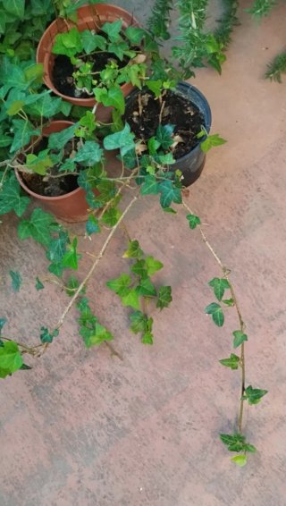 Lote 3 Plantas Hiedra