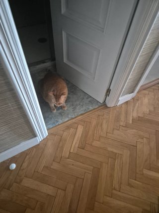 Cuido de tu gatito/a