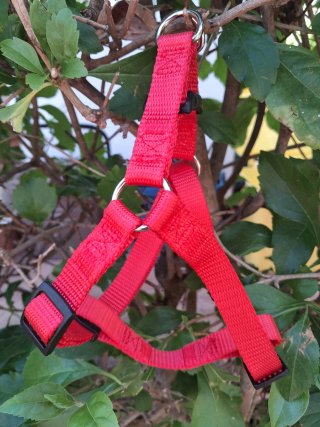Pettorina per cani piccola taglia rossa.