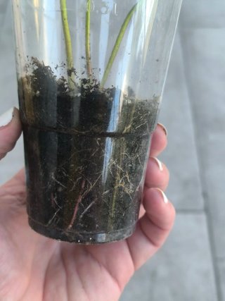 Plantas de fresa FRESÓN