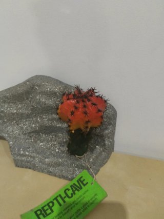 Accesorio Reptil-Cueva Cactus