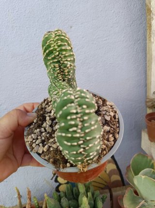 Cactus Stenocereus marginatus f. Cristata