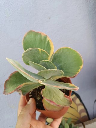 Kalanchoe Thyrsiflora variegata