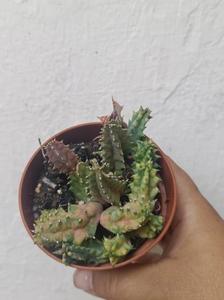 Huernia zebrina variegada
