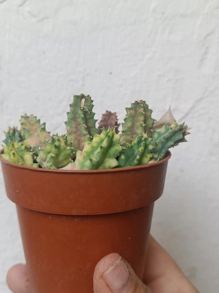 Huernia zebrina variegada
