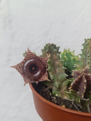 Huernia zebrina variegada