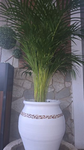 Tinaja de cerámica con planta areca o Kentia 1,60