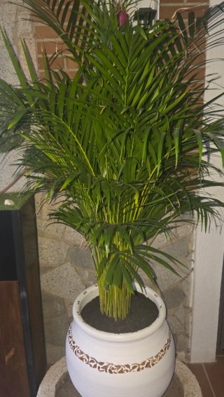 Tinaja de cerámica con planta areca o Kentia 1,60