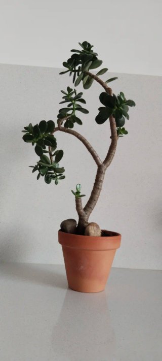 Maceta barro con Árbol Jade 40cm alto