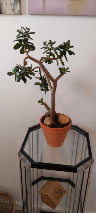 Maceta barro con Árbol Jade 40cm alto