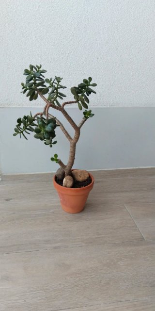 Maceta barro con Árbol Jade 40cm alto